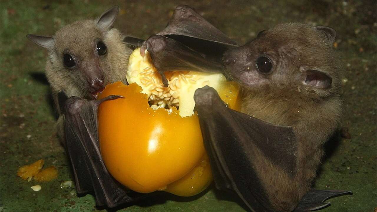 Henüz Türkiye'ye gelmedi ama yarasa kaynaklı yeni virüs Hindistan kaynaklı 4